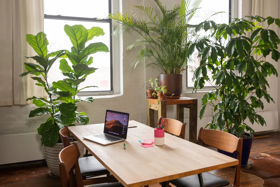 Sunlit shared workplace with wooden desks, chairs and indoor plants